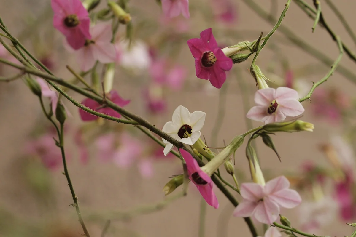 Nicotiana mutabilis