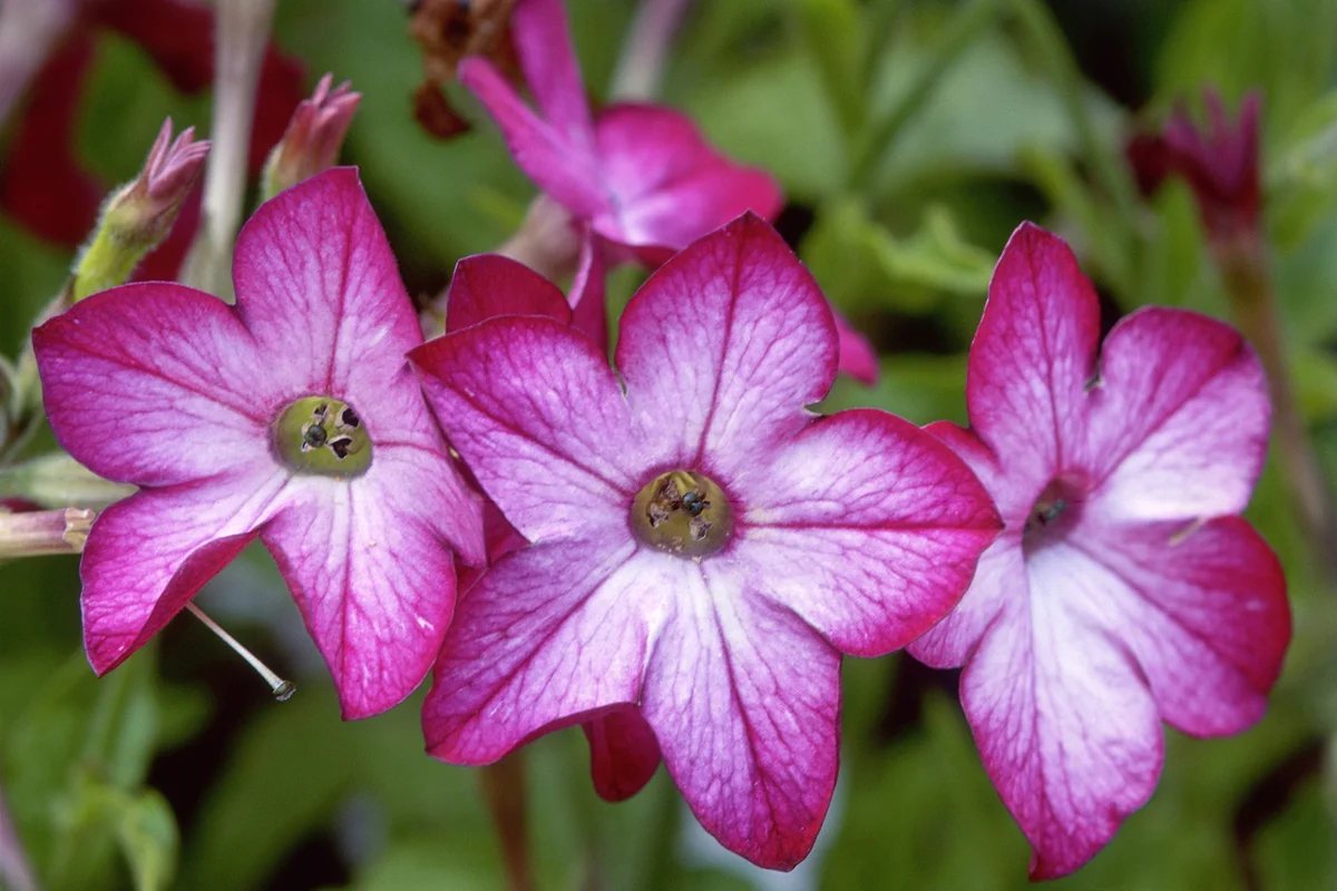 Tobacco Plant (Nicotiana domino purple f1)