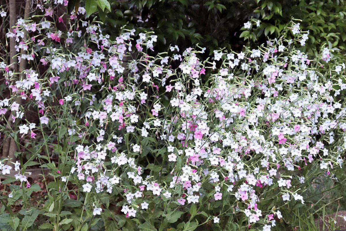 Whisper Mixed Nicotiana