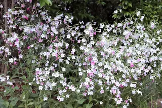 tobacco plant nicotiana Nicotiana 'Lime Green' (Flowering Tobacco)
