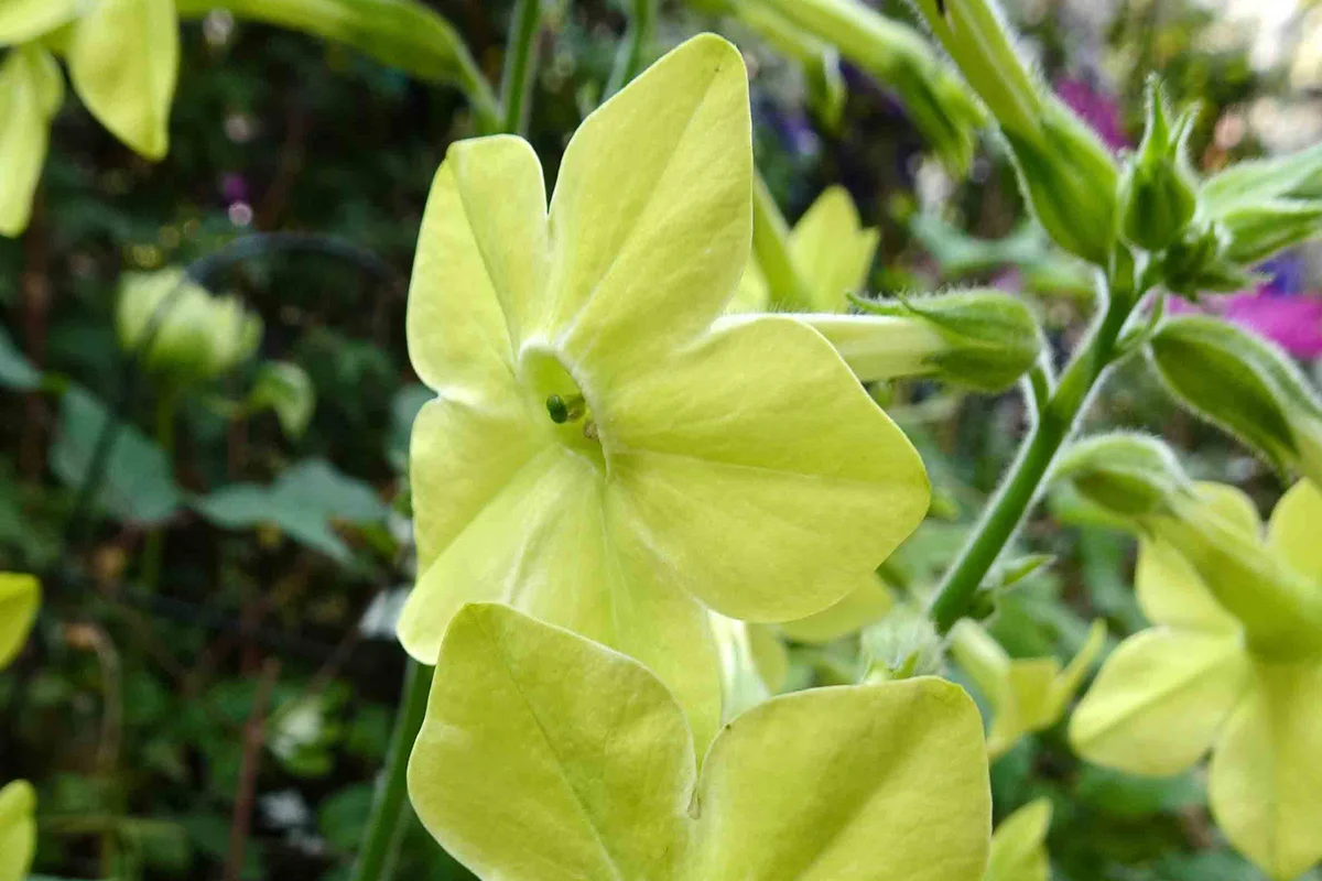 Nicotiana 'Perfume Lemon Green'