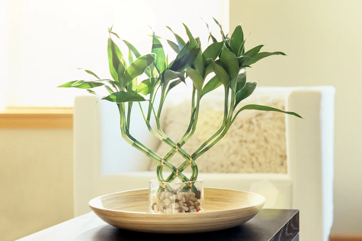 Lucky bamboo houseplant in modern living room