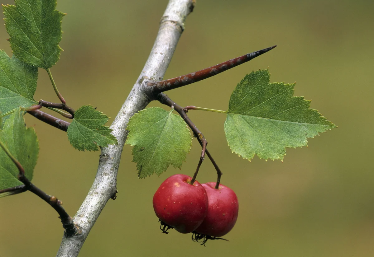 hawthorn branch with berries and a thorn