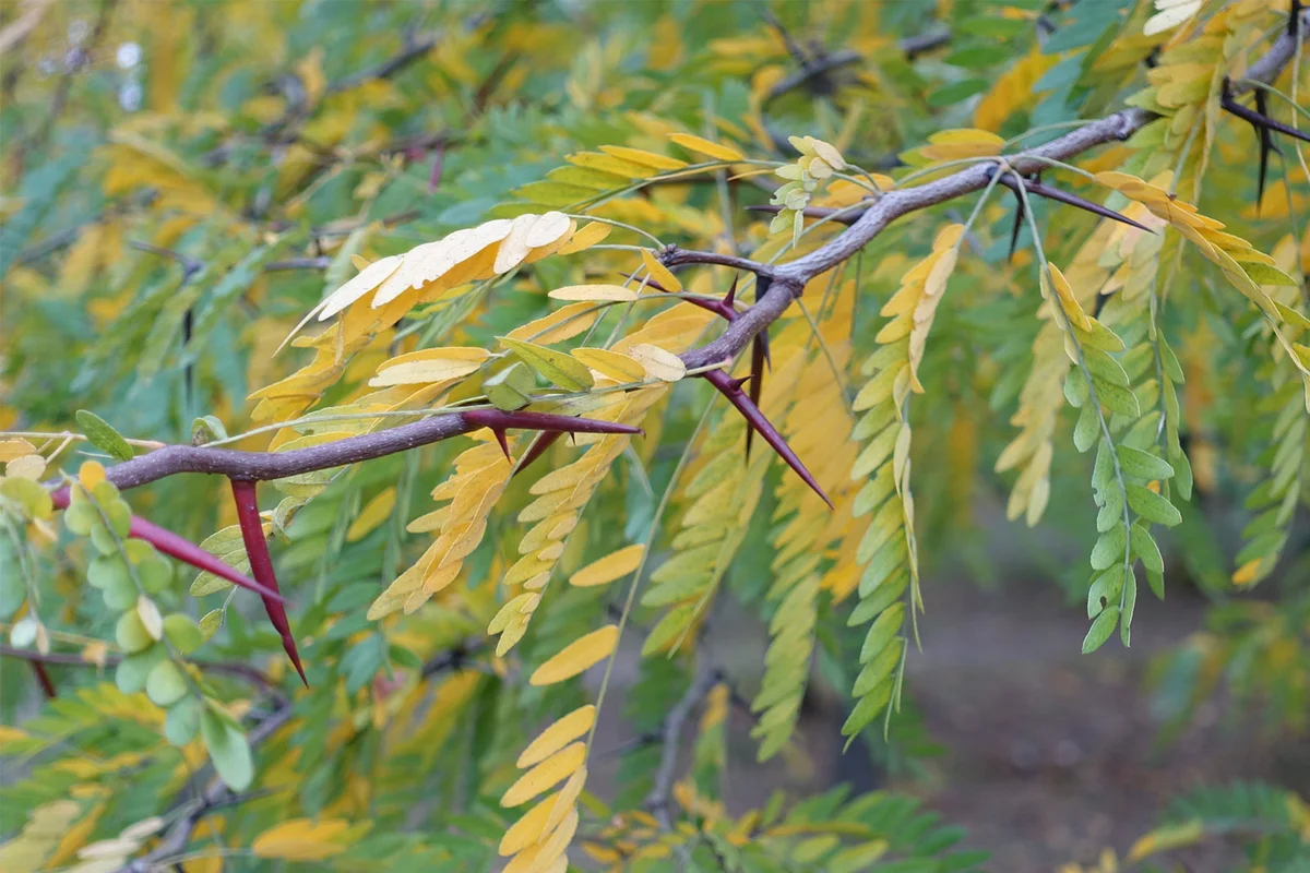 honey locust tree