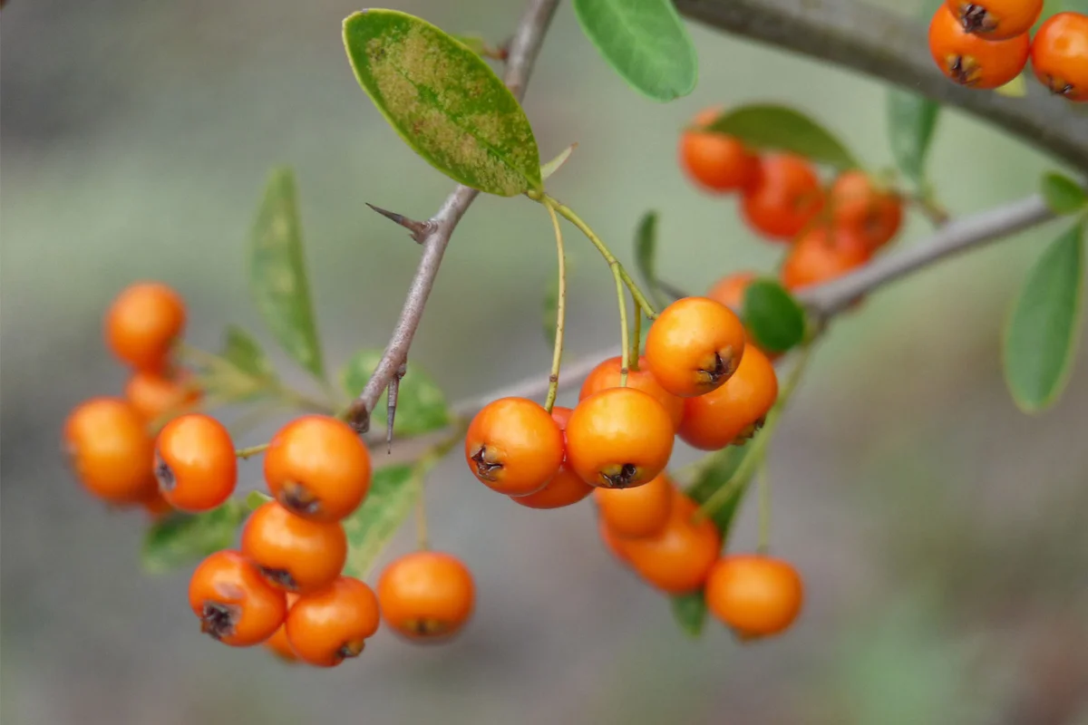 pyracantha branch with orange berries and thorns