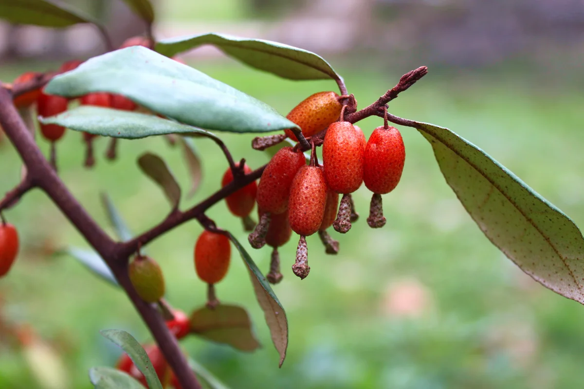 siverthorn shrub