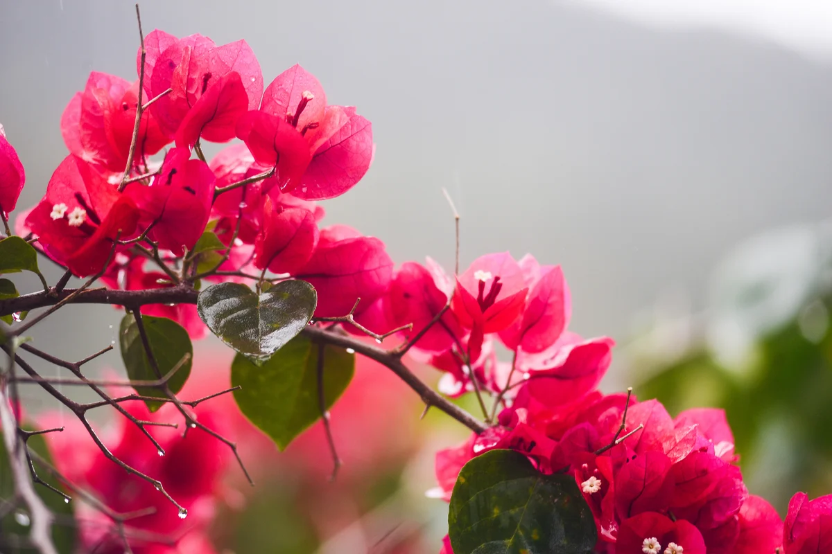 Bougainvillea flowers on branch