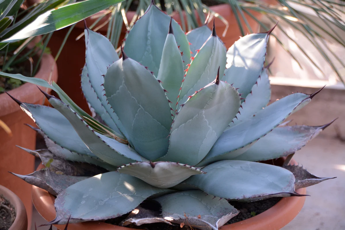agave succulent plant in a pot