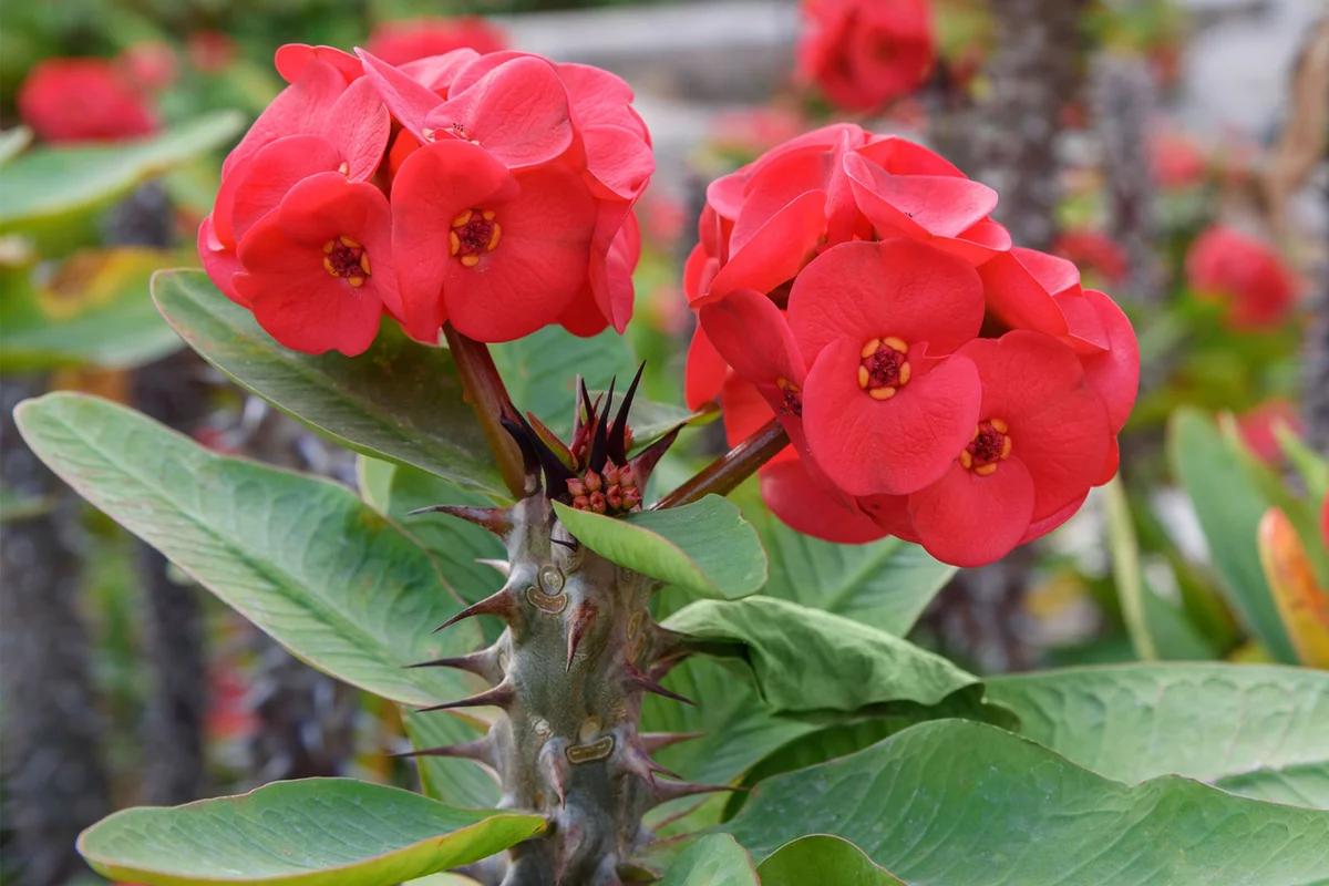 Red Euphorbia