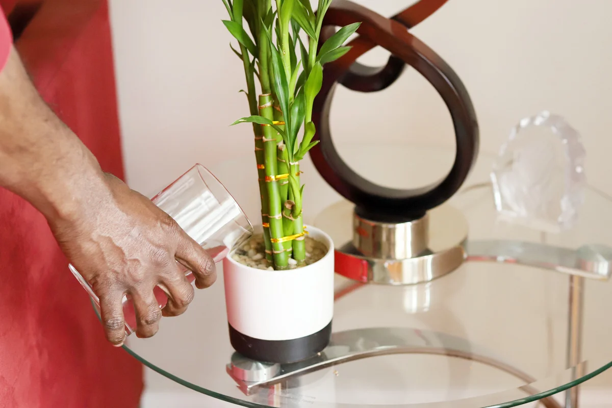 Man Watering a Lucky Bamboo