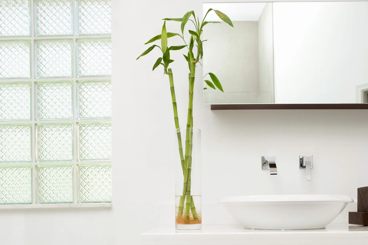 Lucky Bamboo in Interiors of a bathroom