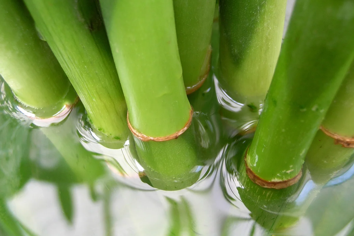 Bamboo in Water