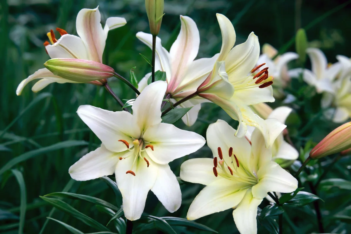 Easter Lily in garden