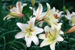 Growing & Caring for Easter Lilies (+ Other Fun Facts)
