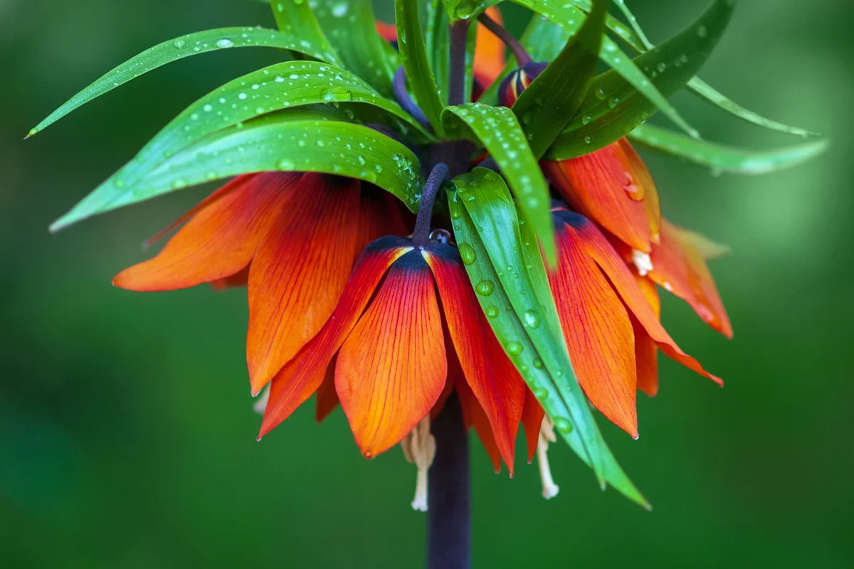 Crown imperial flower - Fritillaria imperialis