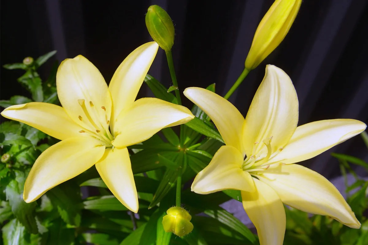 yellow Easter Lily
