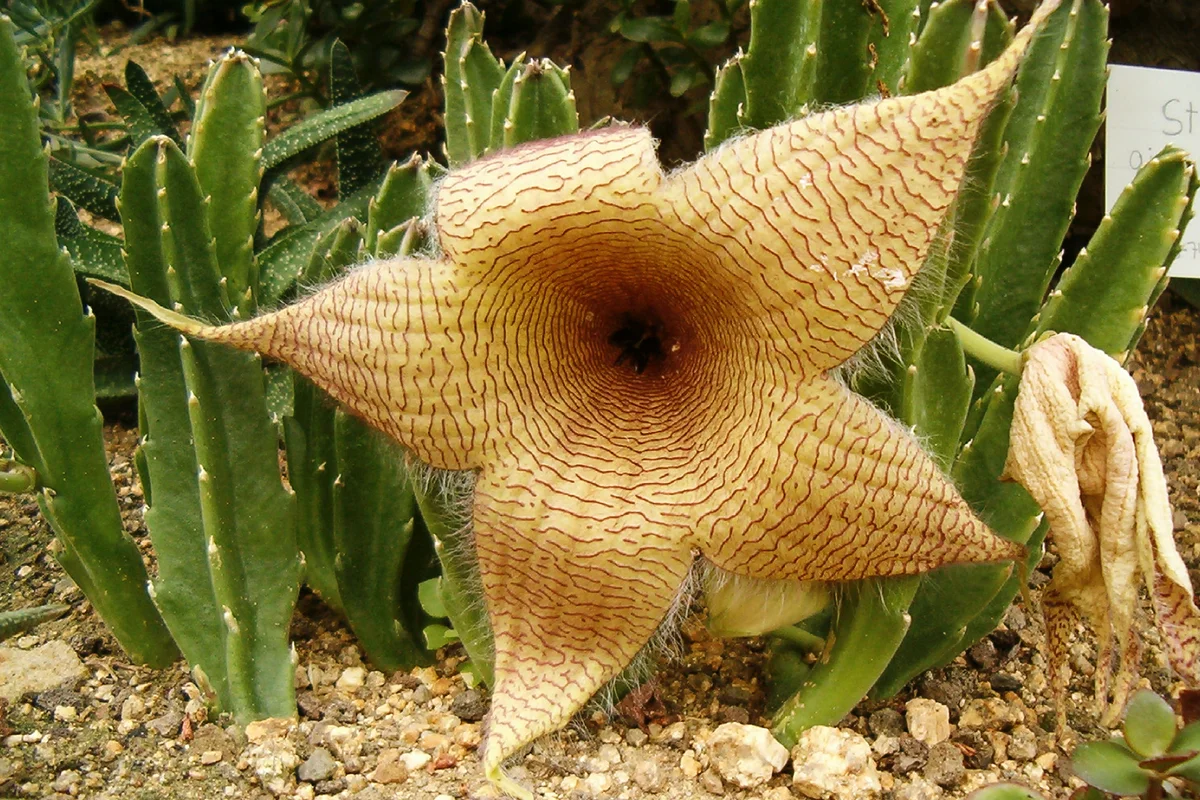 Stapelia gigantea Habitus