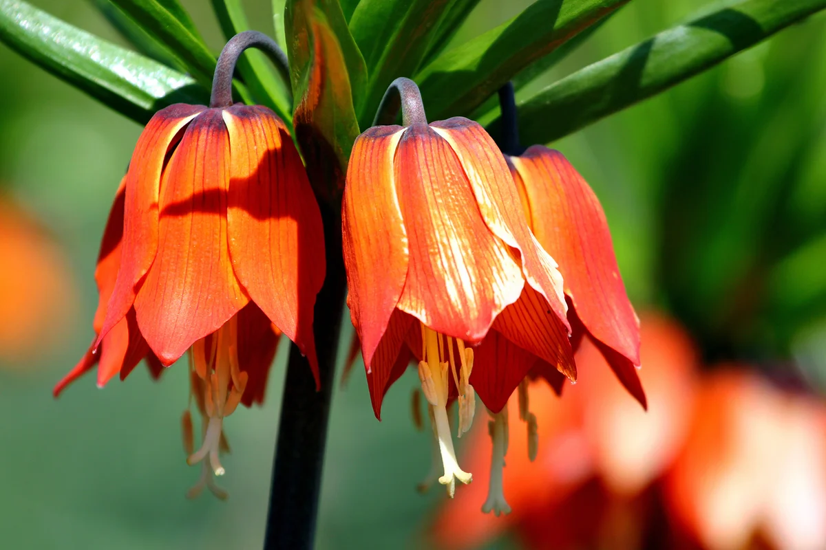 Crown imperial flowers (Fritillaria imperialis)