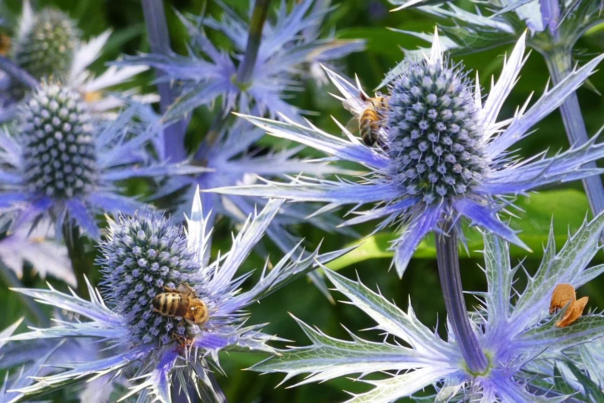 Sea holly and bees