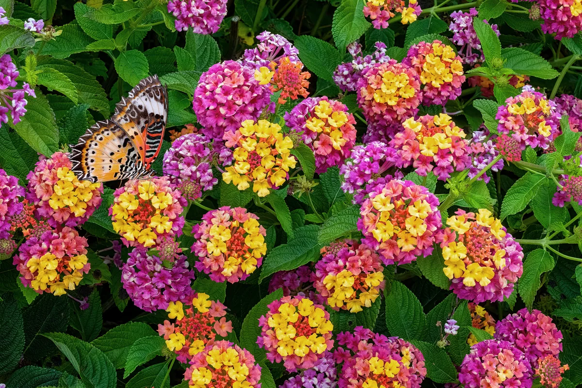 Pink and yellow Lantana Camara Flowers Orange butterfly feeding on flower