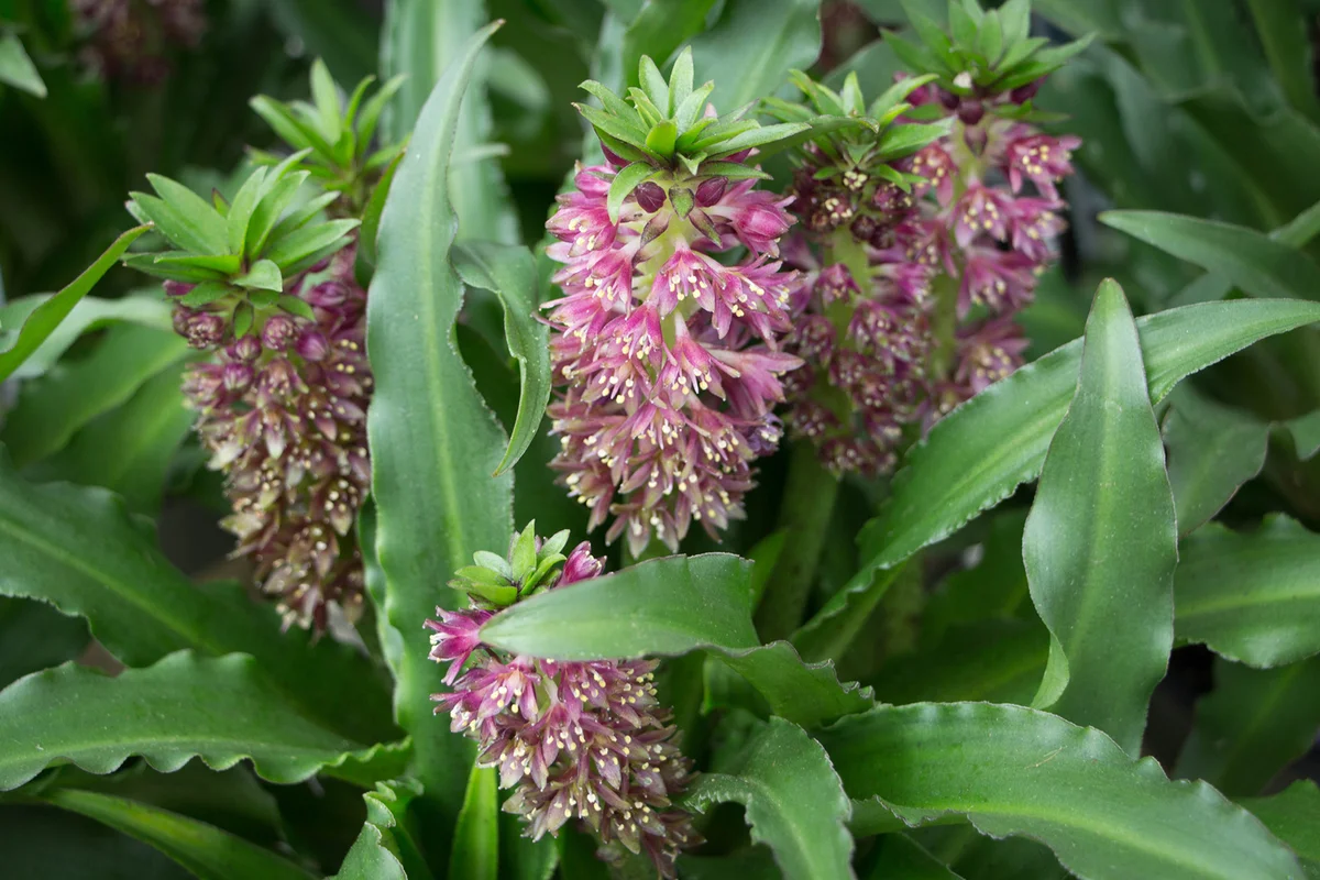 Eucomis Flower also known as pineapple flower and pineapple lillies.