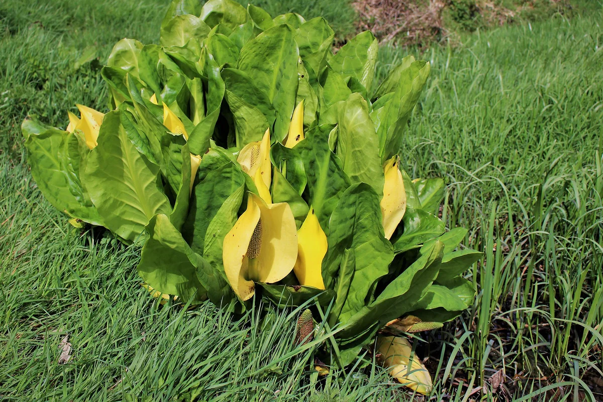 American Skunk-cabbage