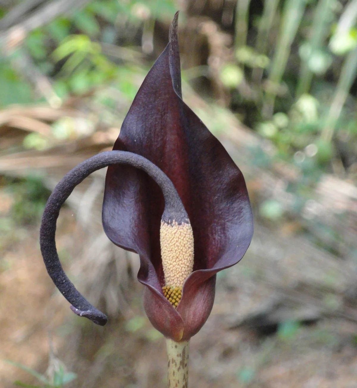 Dead Horse Arum Lily