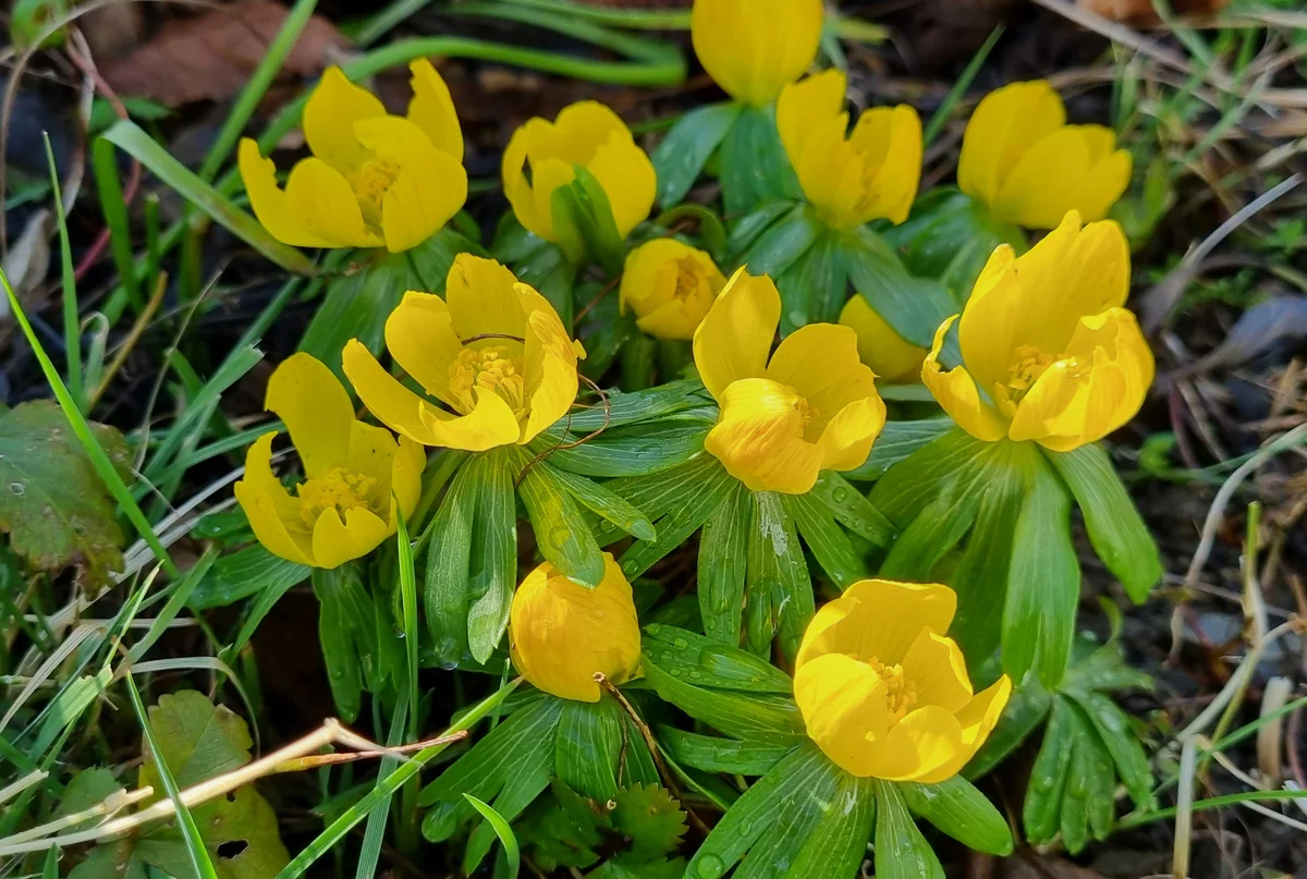 eranthis winter aconite flower