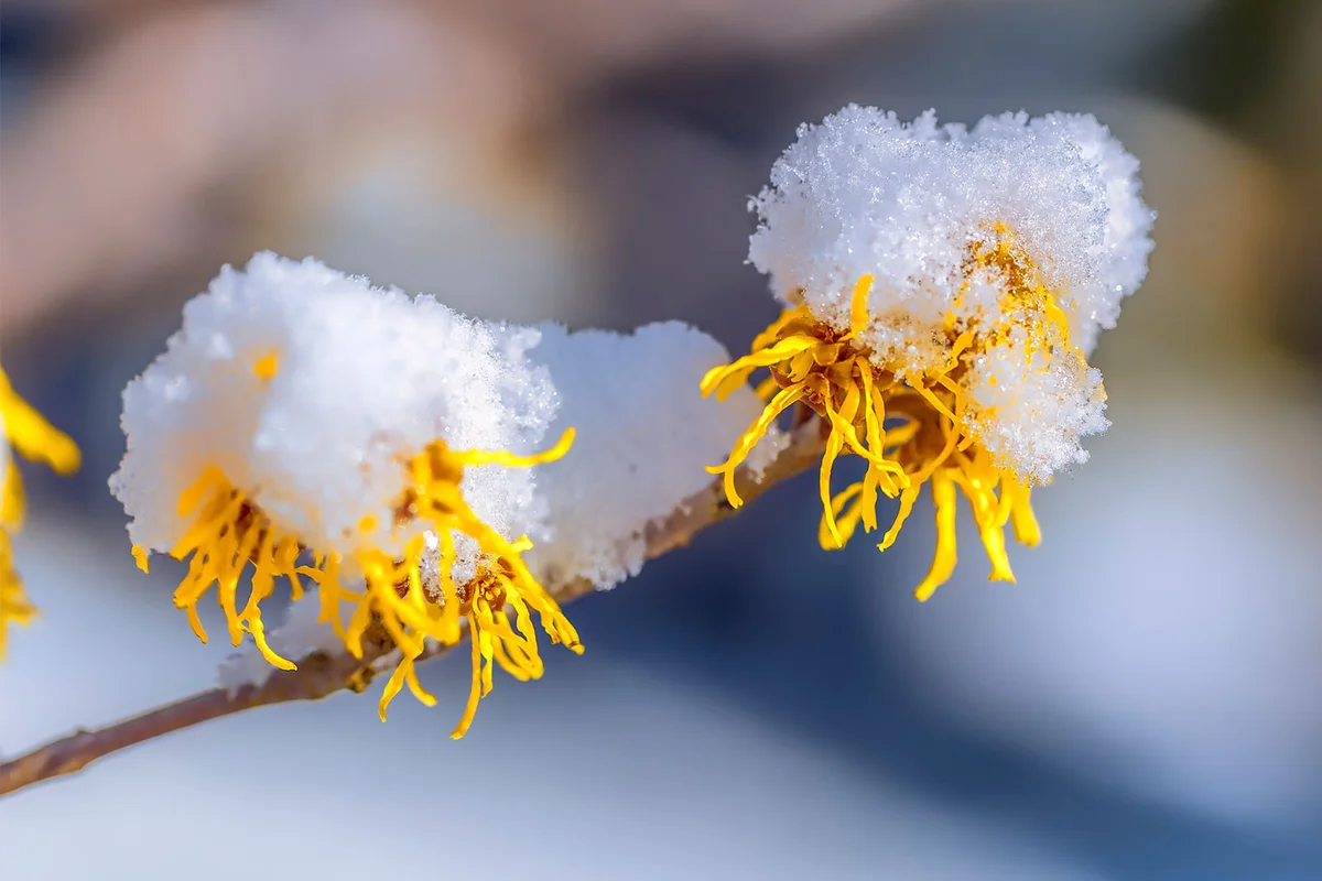 snow on the blossom of witch hazel shrub