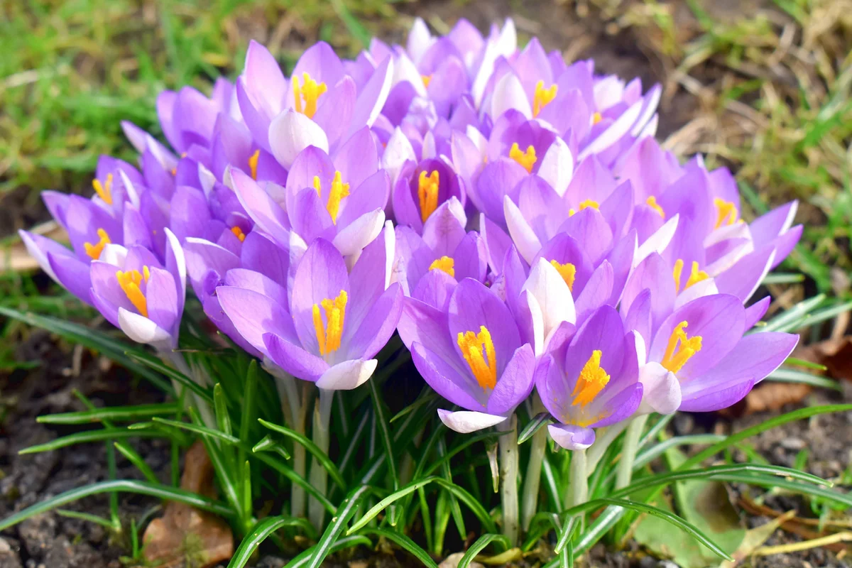 purple crocus flower in spring