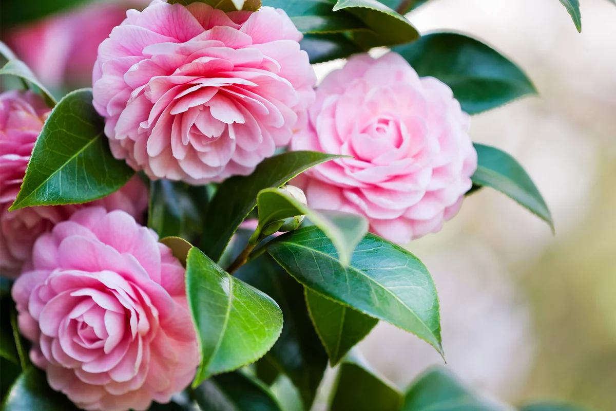 pink camellia flowers on bush