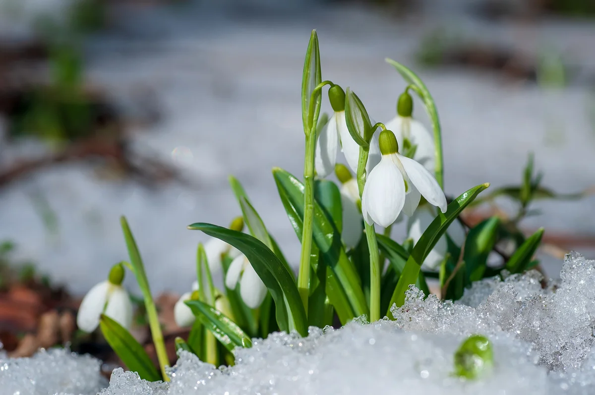 snowdrop flower in snow