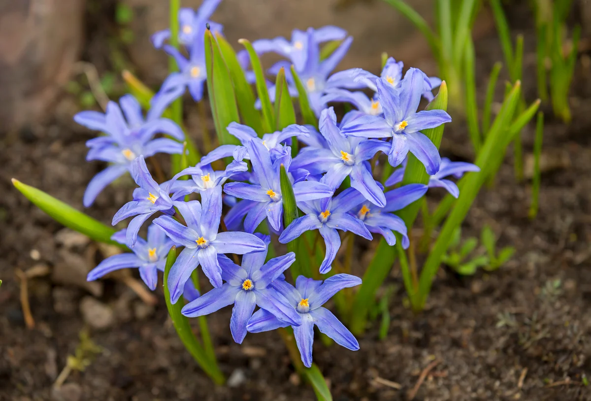Chionodoxa purple flower