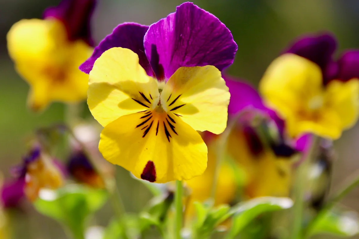 pansy flowers