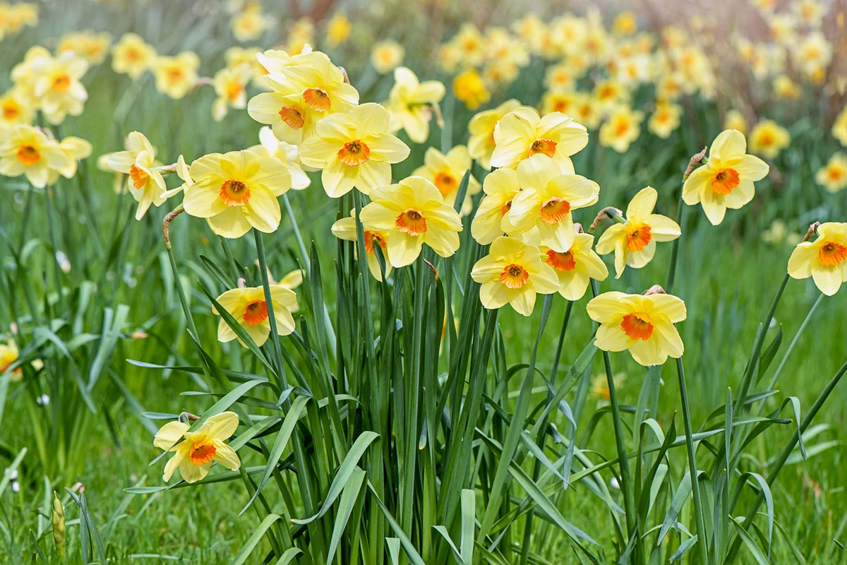 daffodil flowers
