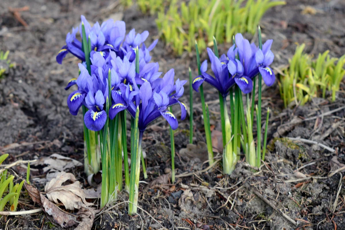 netted iris flower