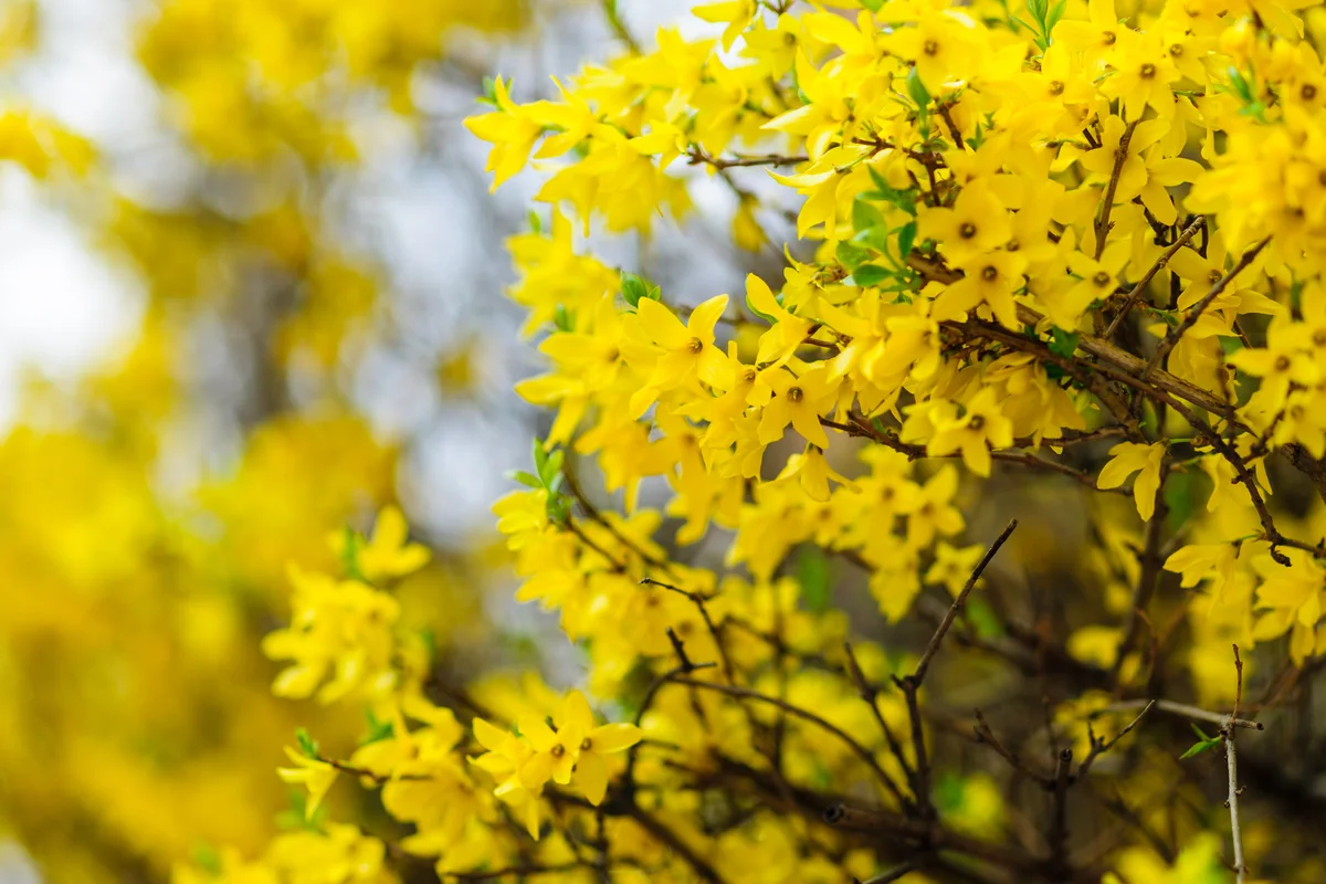 forsythia shrub