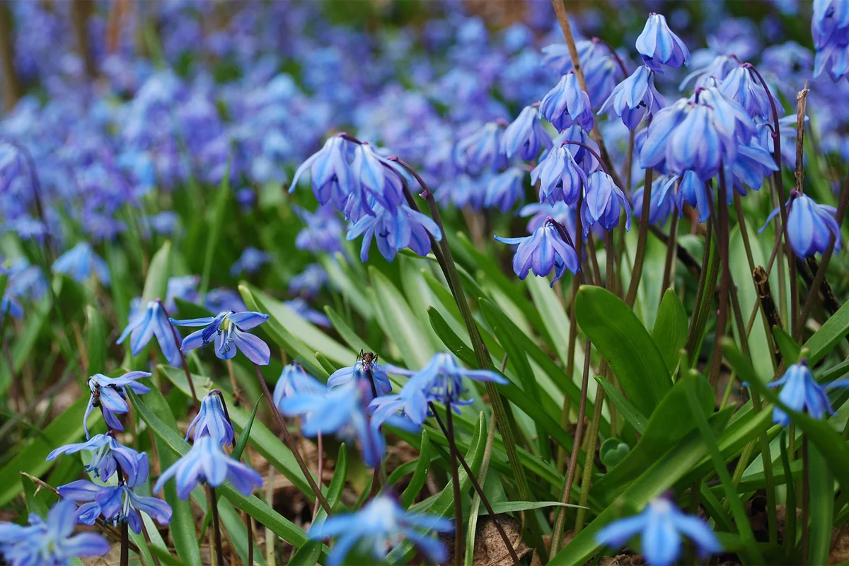 scilla siberica flower