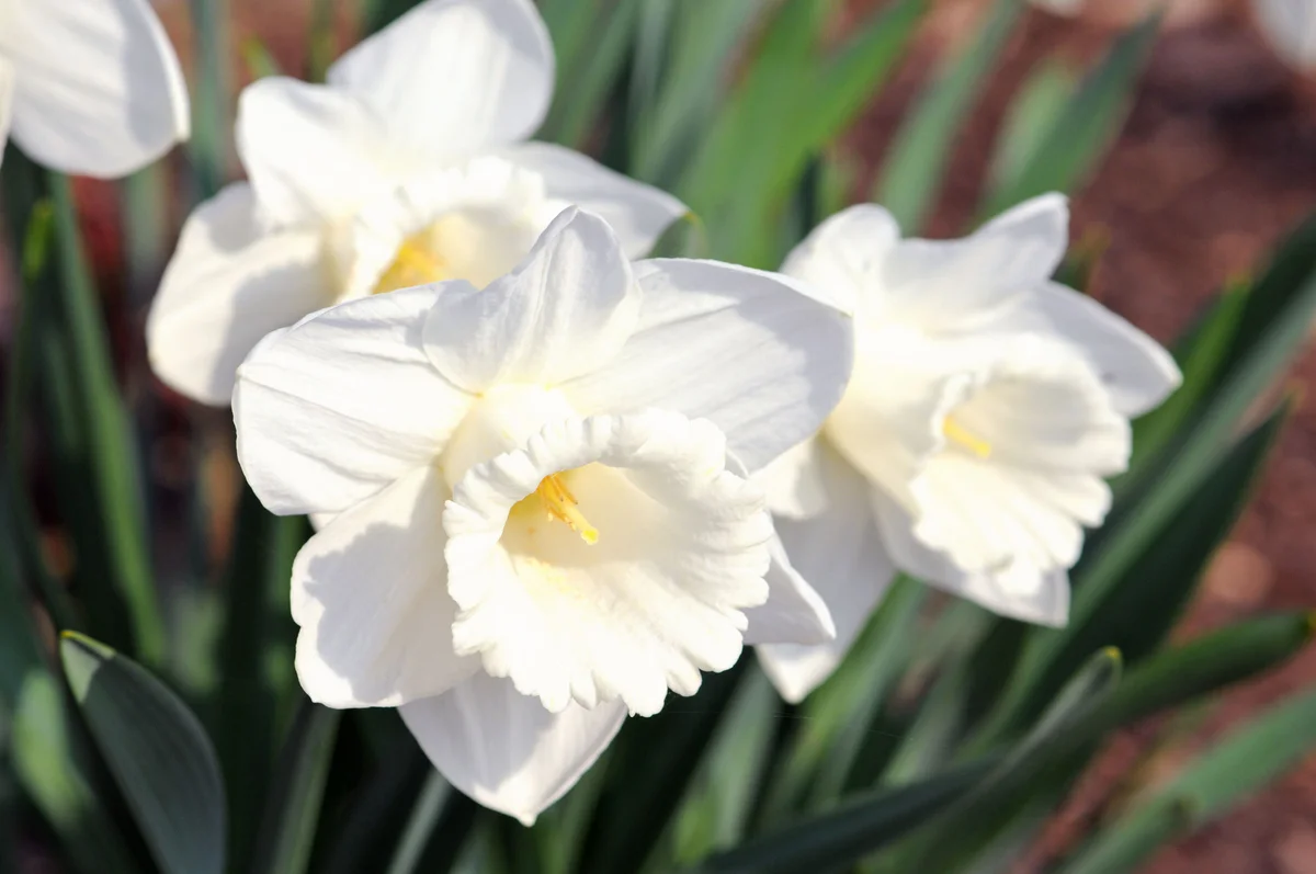 Mount Hood daffodil flower