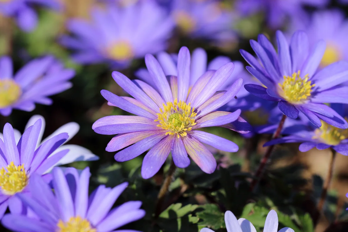 Anemone blanda flower