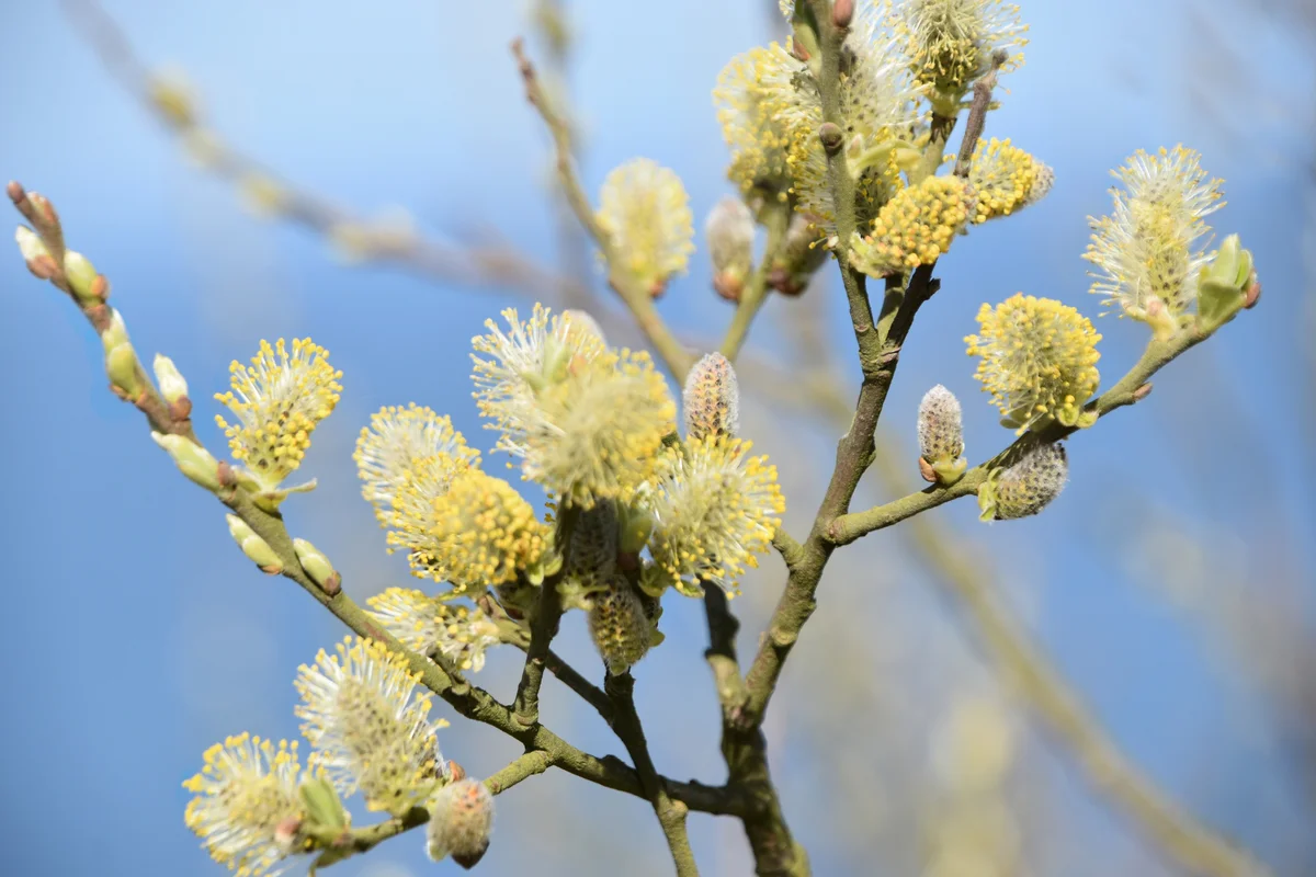 pussy willow flowers
