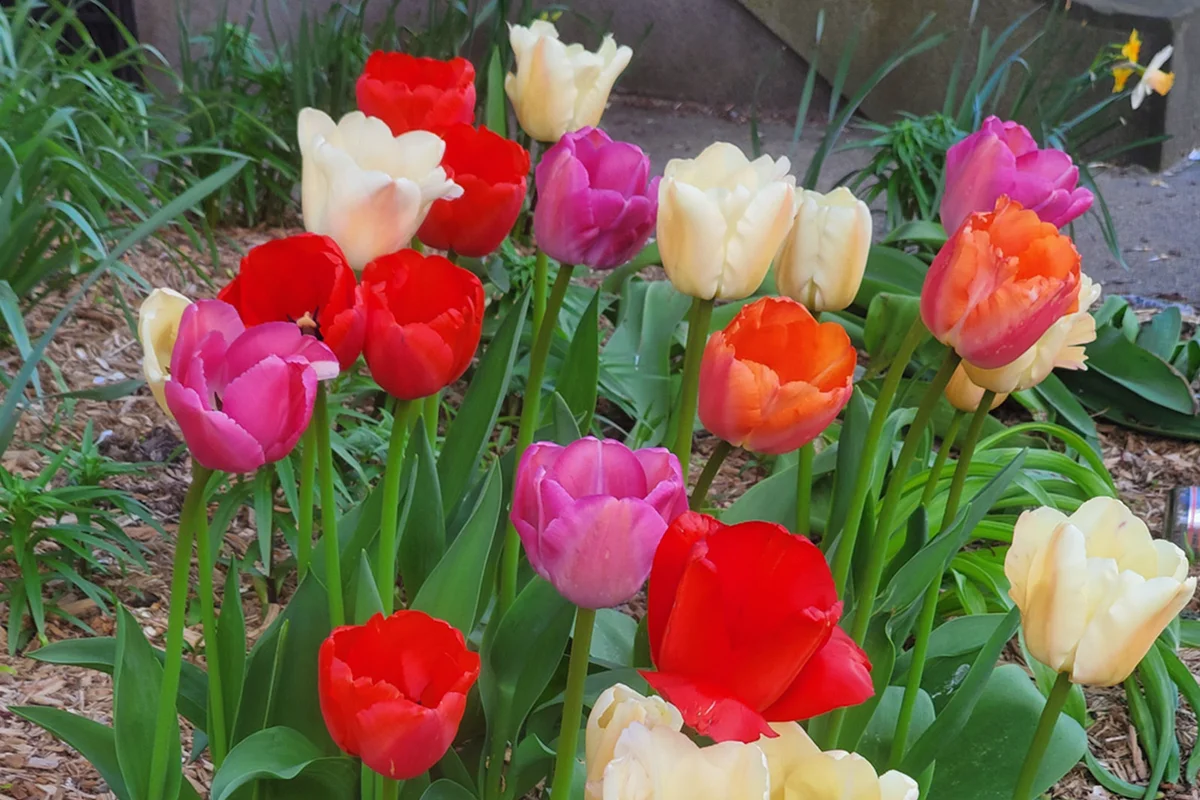 tulips in yard flower garden