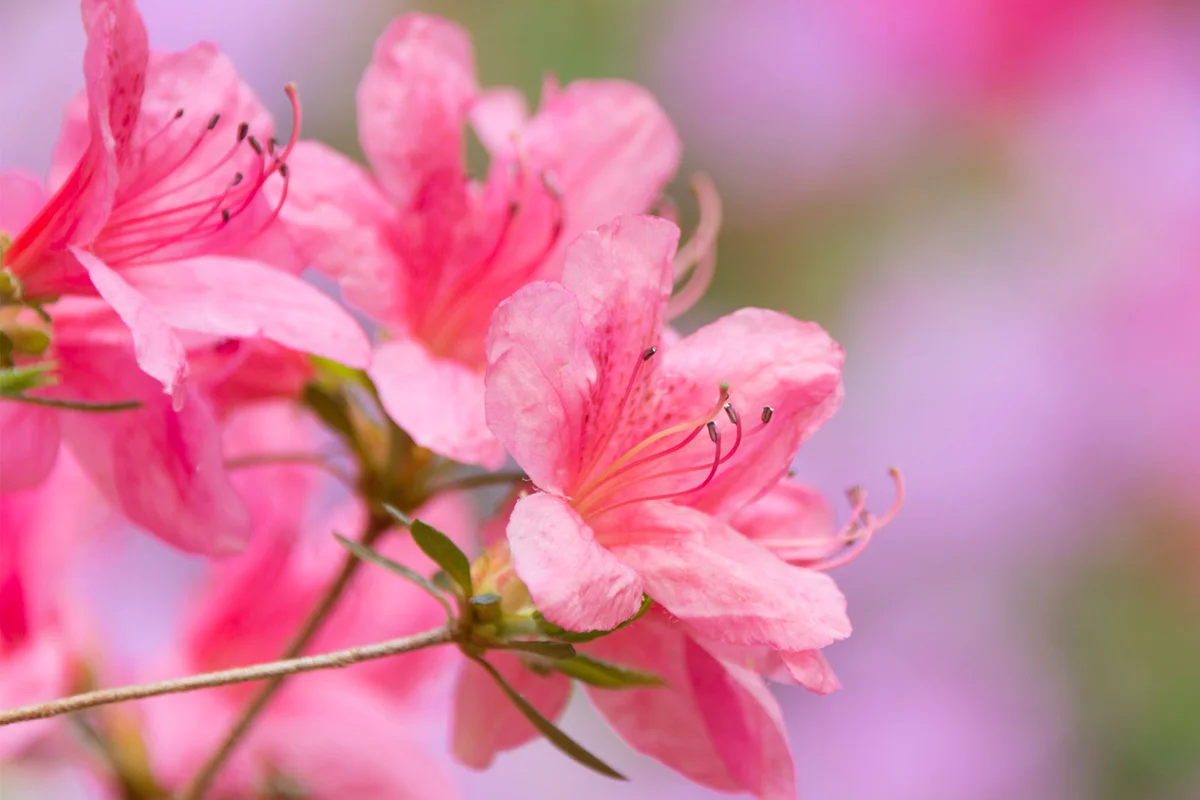 pink azaleas flower shrub