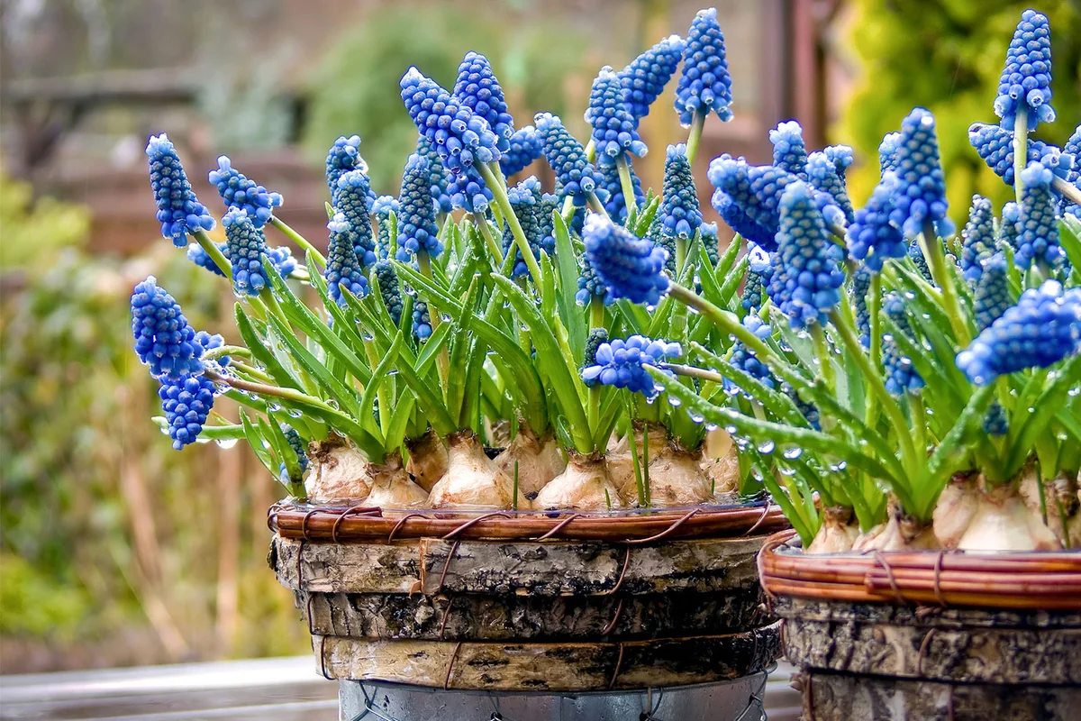 muscari grape hyacinth in garden pots