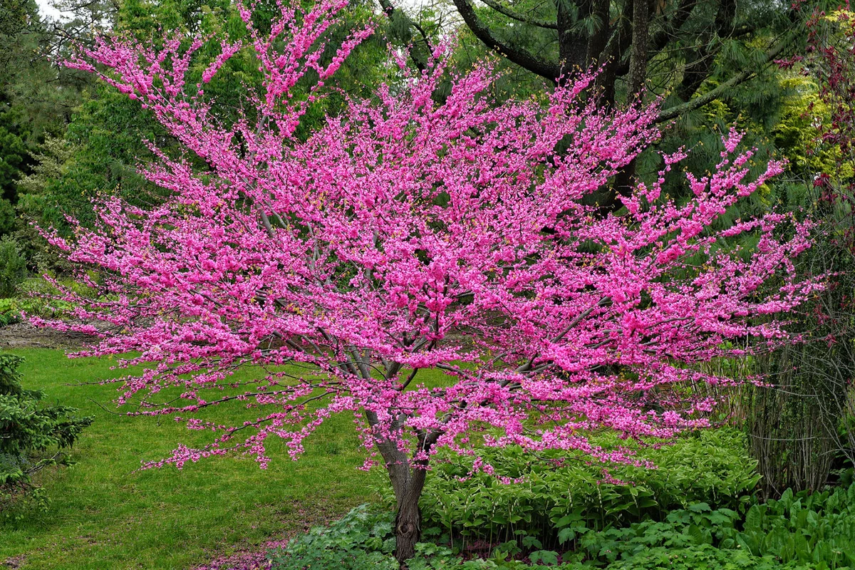 redbud tree in bloom