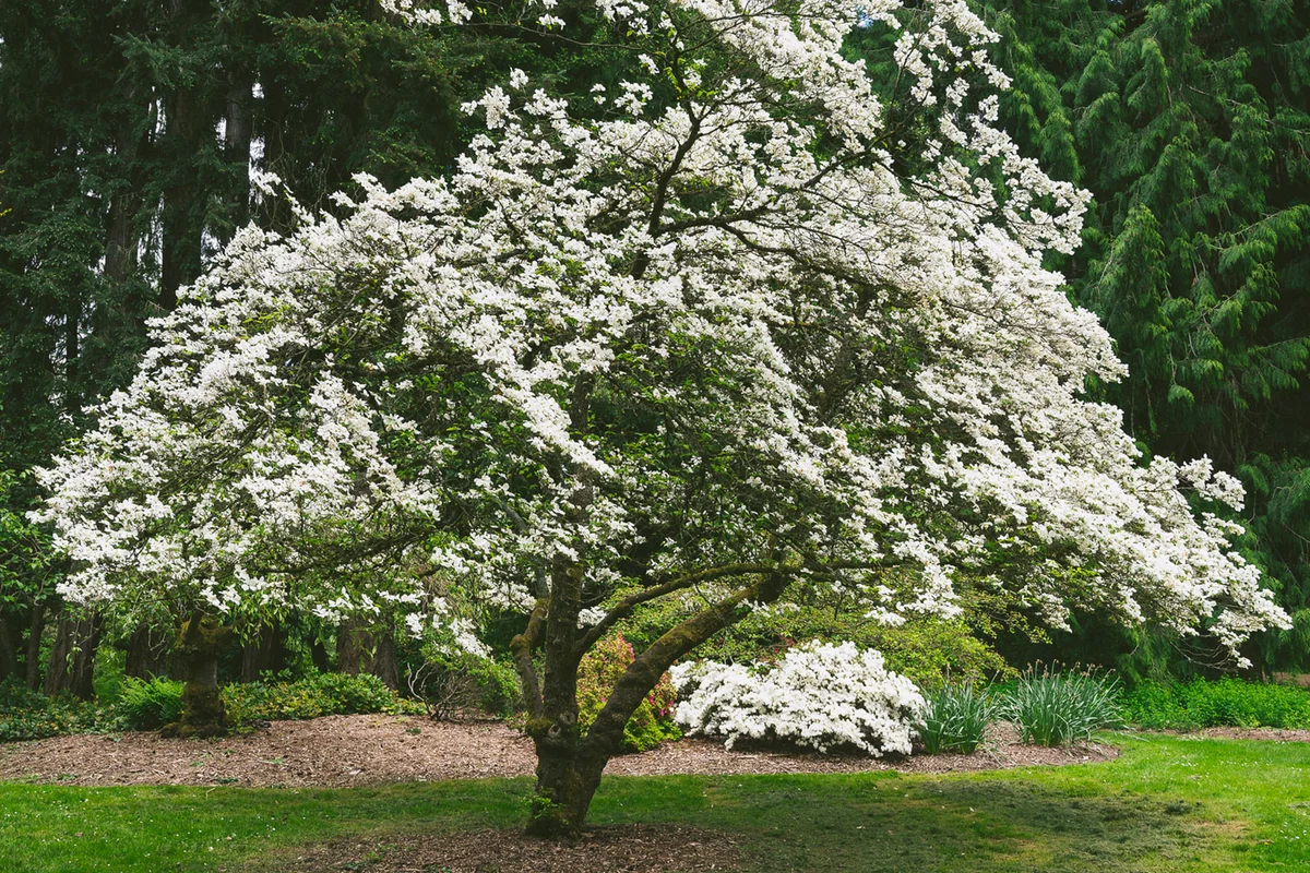 dogwood tree in bloom