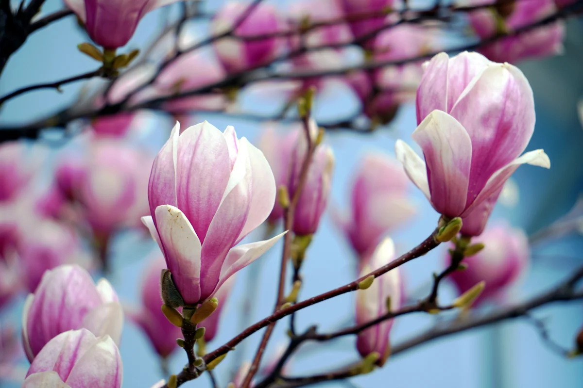 pink magnolia blossom