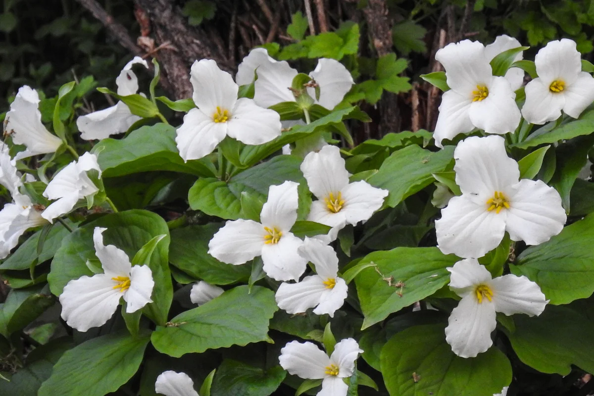 Trillium flowers in woodland forest