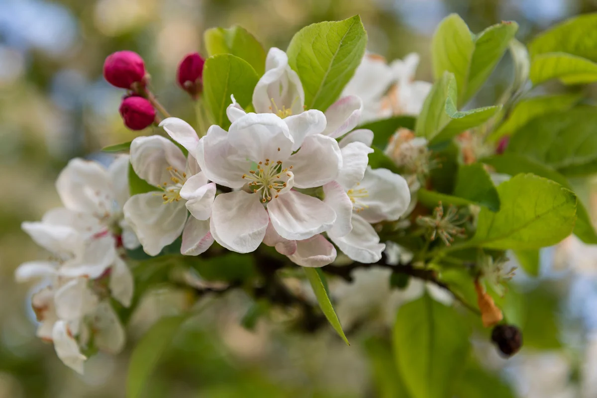 blooming crab apple tree