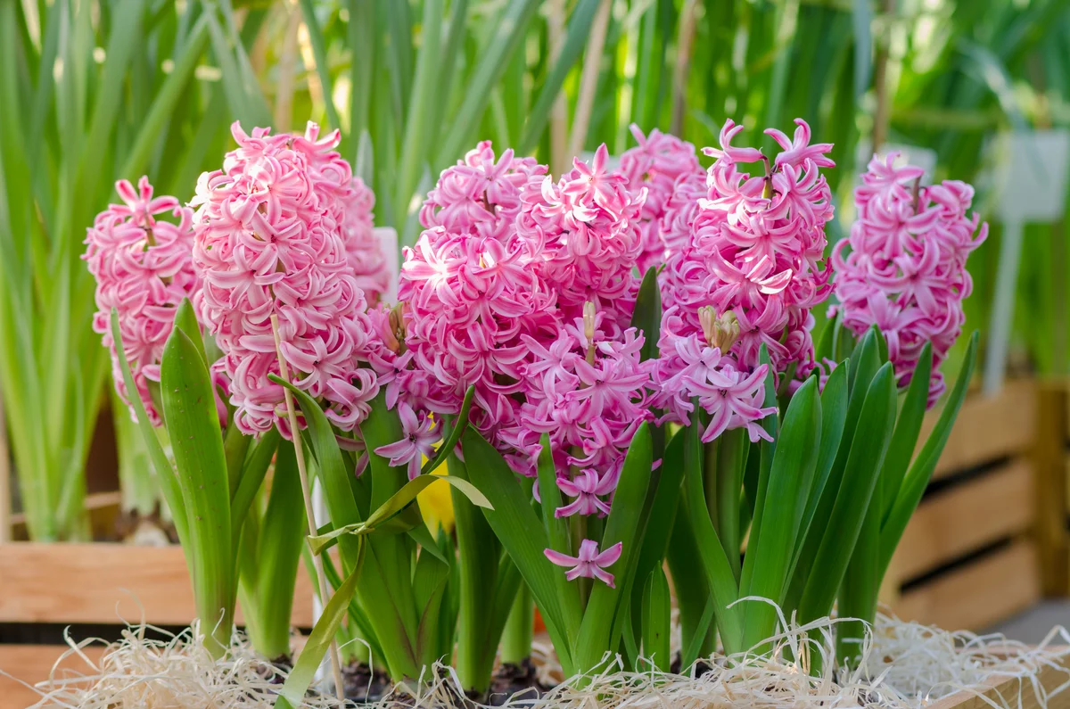 pink hyacinth flowers
